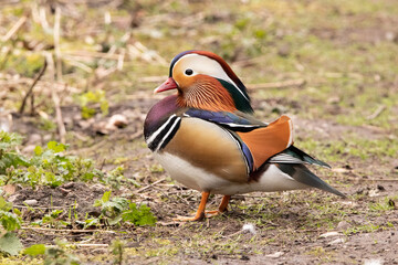 mandarin duck in the park