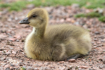 Obraz premium Young Gosling