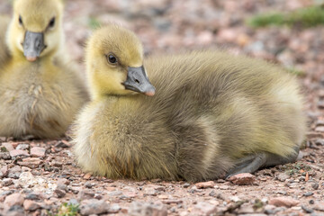 Young Gosling
