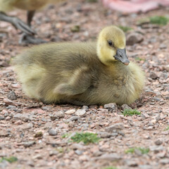 Young Gosling