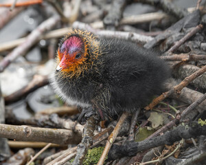 Baby Coot 