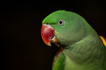 Fototapeta premium green winged macaw