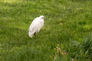 Little Egret