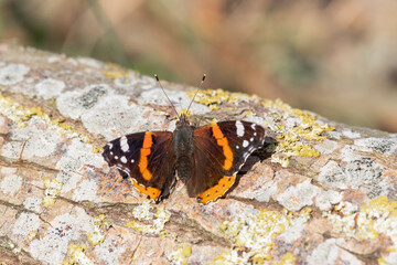 Fototapeta na wymiar Admiral Butterfly