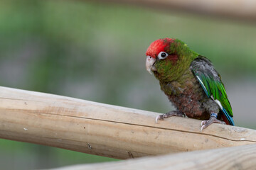 Rose Fronted Parakeet