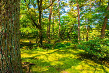 石川県金沢市　新緑の兼六園