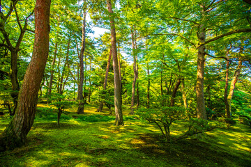 石川県金沢市　新緑の兼六園