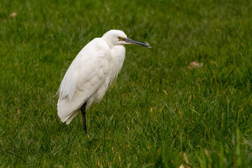 Little Egret