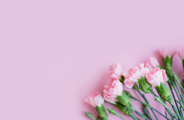 Flowers composition. Pink flowers on soft pink background. Spring, summer concept. Flat lay, top view, copy space