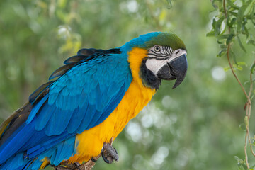 Blue and Gold Macaw