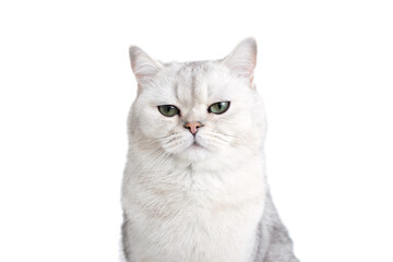 Funny white British cat with green eyes, on a white background,