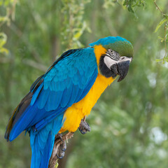 Blue and Gold Macaw