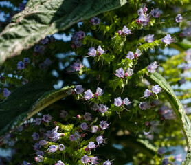 closeup of early summer flowers on a tall Echium pininana 'Pink Fountain' 
