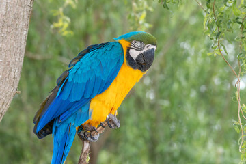 Blue and Gold Macaw