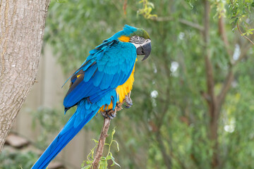 Blue and Gold Macaw