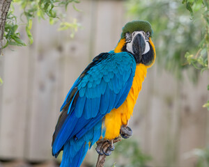 Blue and Gold Macaw