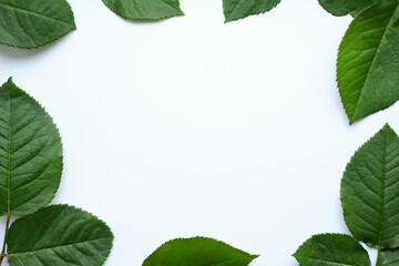 Leaves composition. Frame made of green leaves on white background. Wedding day, mothers day and womens day concept