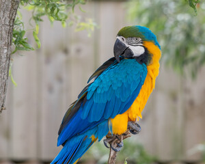 Blue and Gold Macaw