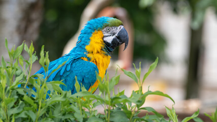 Blue and Gold Macaw