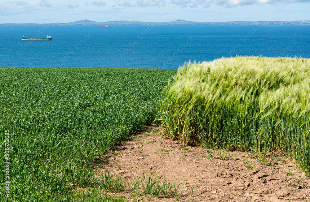 Wall mural looking over a crop field and tall grasses toward a large turquoise blue estuary under a blue sky with white cloud