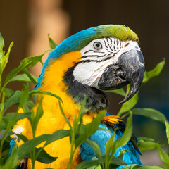 Blue and Gold Macaw