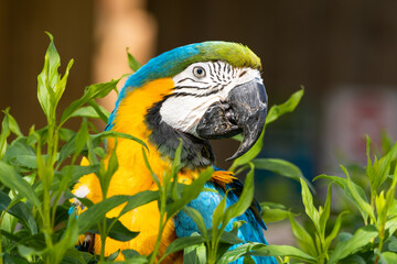 Blue and Gold Macaw