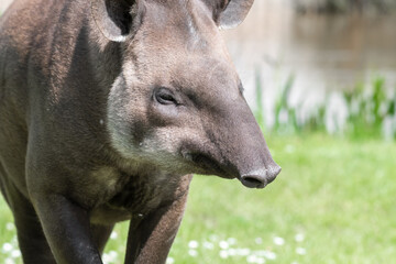 Brazilian Tapir