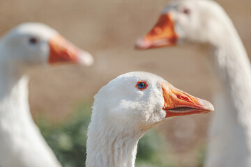 Three white goose close up, side view.