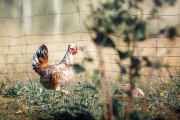 Speckled, little hen is free to walk in the wild.