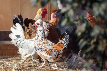 Chickens on traditional free range poultry farm.