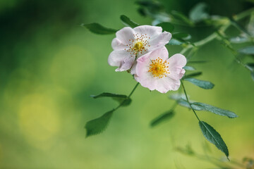 Fototapeta premium A closeup shot of rosehip flowers with bright green leaves growing on a botanical garden.