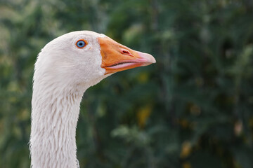 Close-up portrait of a domestic white goose on a dark background. Agriculture concept.