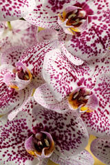 Purple orchid in full bloom full frame vertical photo in close up.