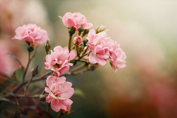 Fototapeta na wymiar Beautiful close up photo of a lots of small flowers, pink rose flower heads, in the nice light bokeh background. Gift card, there is free space for text.
