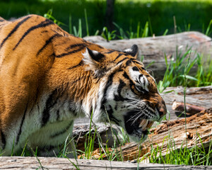 Bengal Tiger in Grass
