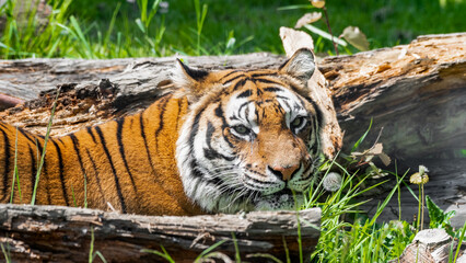 Bengal Tiger in Grass