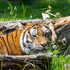 Bengal Tiger in Grass