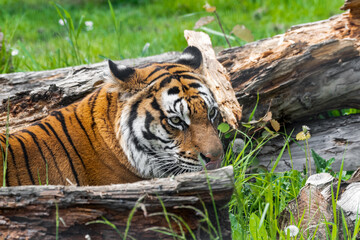 Bengal Tiger in Grass