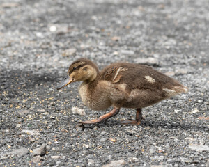 Young Duckling