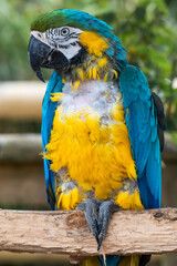 Blue and Gold Macaw