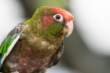 Rose Fronted Parakeet