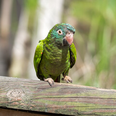 Blue Crowned Conure
