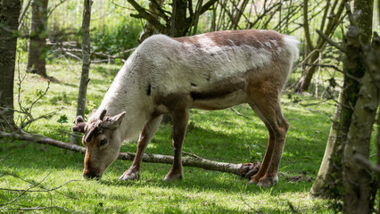 Reindeer Grazing on Grass