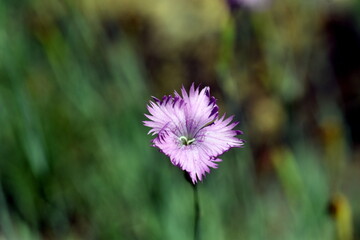 Violette Blüte einer Federnelke