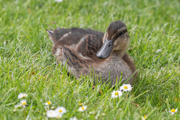 Young Duckling