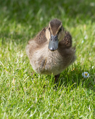 Young Duckling