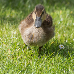 Young Duckling