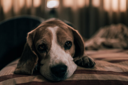 Beagle dog resting in bed taking a nap
