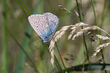 Motyl modraszek na łące © Henryk Guziak
