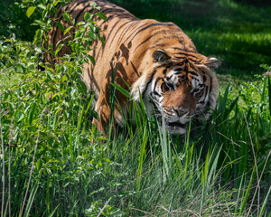 Bengal Tiger in Grass